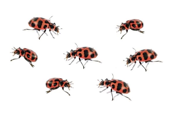 Insect Lore Ladybug Land STEM journal enhances guided exploration.