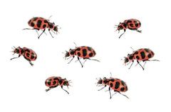 Insect Lore Ladybug Land STEM journal enhances guided exploration.