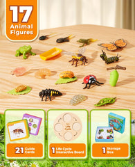 JoyCat frog set with life cycle pieces for curious learners