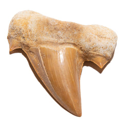 KALIFANO authentic fossilized shark tooth from Morocco for display and study.