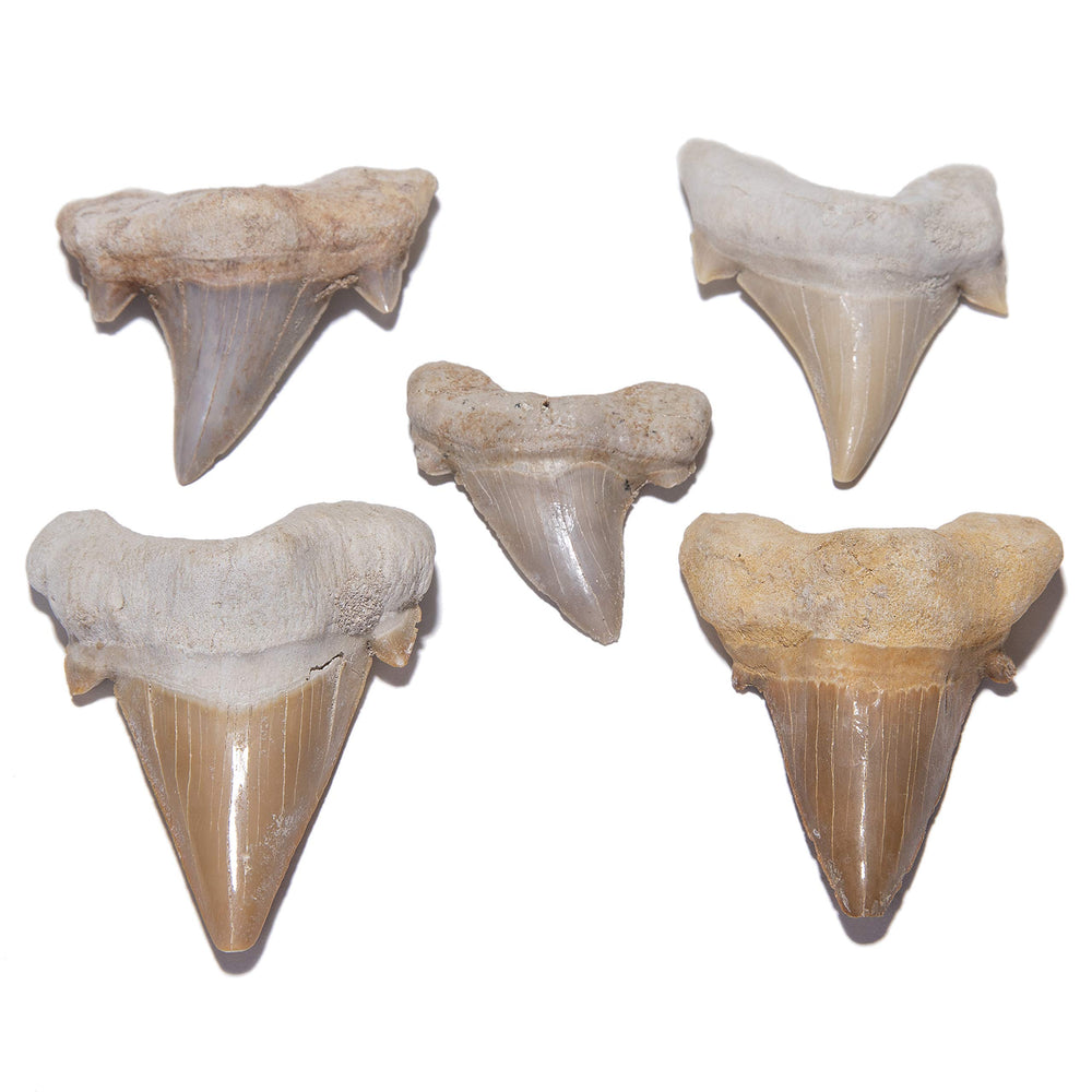 KALIFANO prehistoric shark tooth decor adds natural color to spaces.