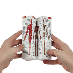 Kits of Medicine brain display on anatomy cube for hands-on revision
