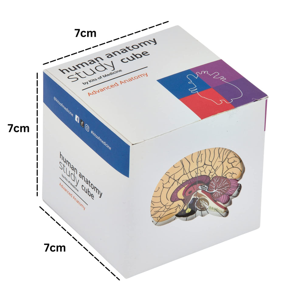 Kits of Medicine ear section on anatomy cube for clear study