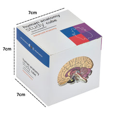 Kits of Medicine ear section on anatomy cube for clear study