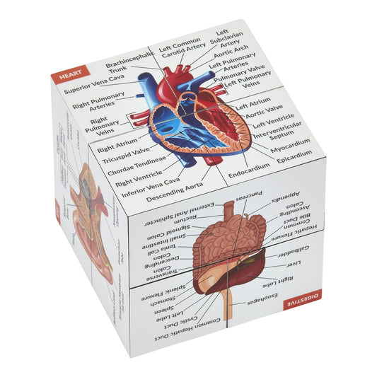 Kits of Medicine eye view on anatomy cube for quick revision