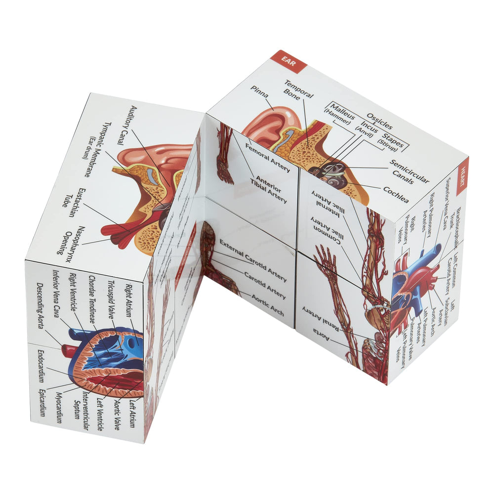 Kits of Medicine heart module on anatomy cube for compact review