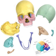 LUCKY GUESS 2025 skull model assembly guide supports easy reassembly and learning.