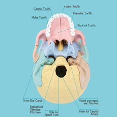 LUCKY GUESS 2025 skull model internal view reveals nasal cavity and sutures.