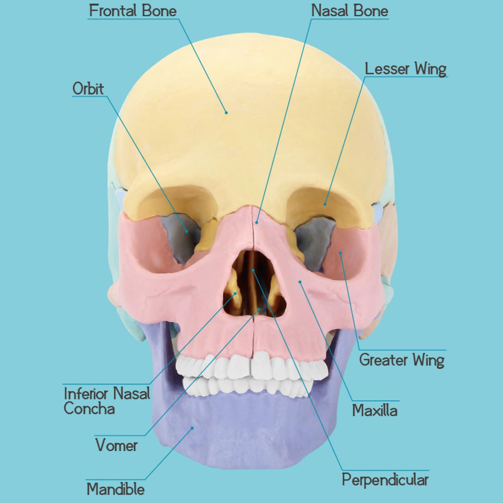 LUCKY GUESS 2025 skull model mandible detail supports bite mechanism study and articulation.