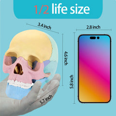 LUCKY GUESS 2025 skull model teaching aid enhances classroom demonstrations and student engagement.