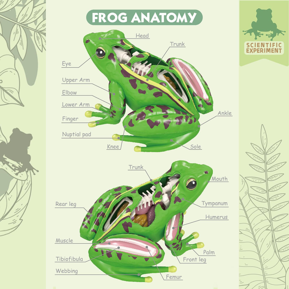 LUCKY GUESS detachable frog organs for interactive anatomy exploration