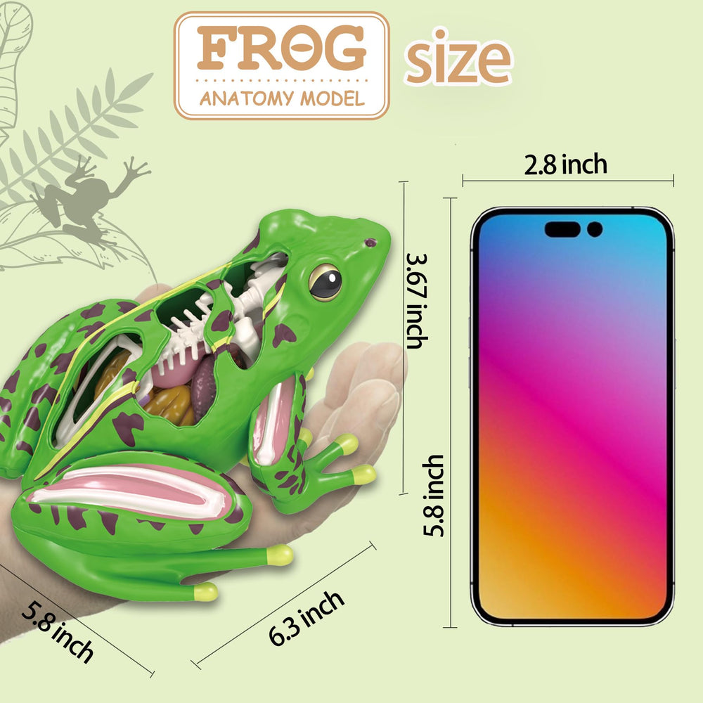 LUCKY GUESS frog skeletal and muscular detail supports visual learning