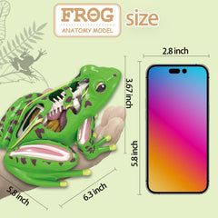 LUCKY GUESS frog skeletal and muscular detail supports visual learning