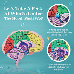Merhoff & Larkin labeled amygdala and hippocampus for quick visual reference.