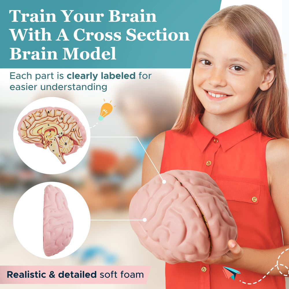Foam brain model with magnets to keep halves aligned during demonstrations.