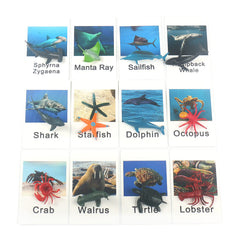 MEROCO marine animals card set with realistic images for confident vocabulary learning.