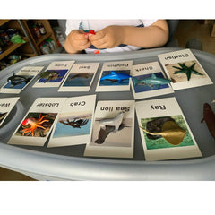 MEROCO plastic animal objects provide tactile play during learning sessions.