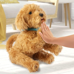 Rope play with Moji highlights interactive bonding during fetch or training