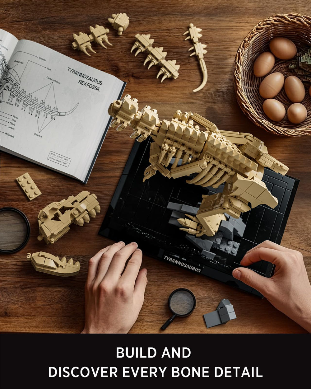 Nifeliz T. rex skeleton details support collectible natural history display.