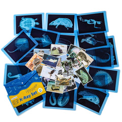 Odoorgames animal x-rays 20-pcs set for engaging anatomy exploration at home.