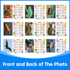 Odoorgames light-table compatible design enhances detail under illumination.