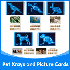 Odoorgames pet Xrays card set image for organized vet play and learning.