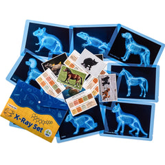 Odoorgames pet Xrays dog image highlighting canine skeletal anatomy for learning and pretend play.