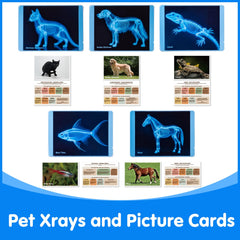 Odoorgames pet Xrays horse image showing large-animal skeleton for comparative study.