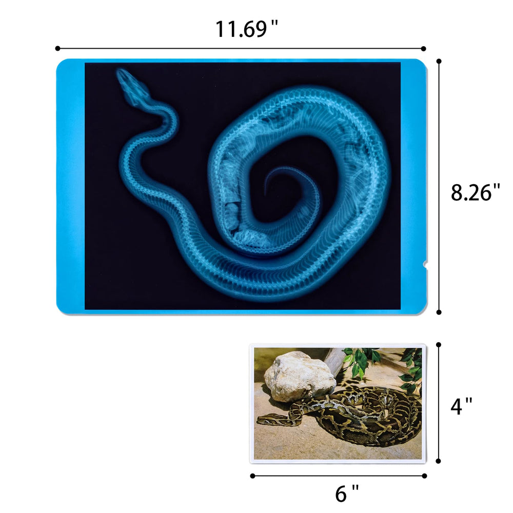Odoorgames photos 6-inch cards pair with x-rays for matching challenges.