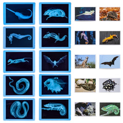 Odoorgames skeletal structures image set helps compare diverse species.
