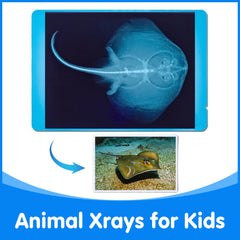 Odoorgames vet-play option supports pretend checkups and interactive learning.