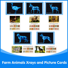 Odoorgames crystal-clear imaging highlighting anatomy concepts for curious learners.