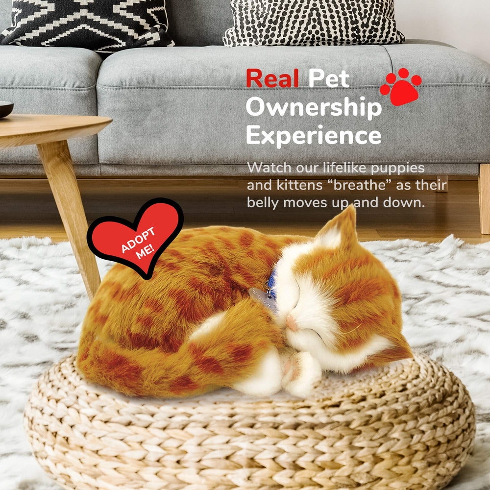 Perfect Petzzz orange tabby cat with senior demonstrates relaxing companionship
