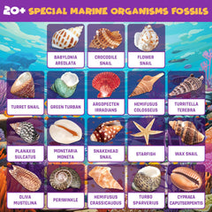 PIBEX Ocean Fossil Dig Kit seashells for authentic excavation learning.