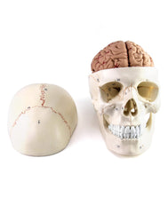QWORK skull-brain anatomy model, life-size, ideal for classroom demonstrations and patient education.