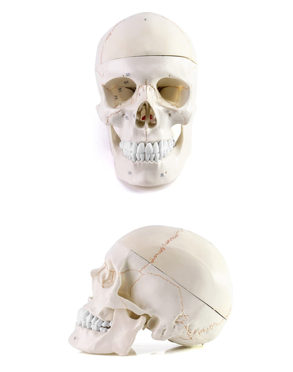 QWORK skull model features 55 numeric markers for detailed reference.