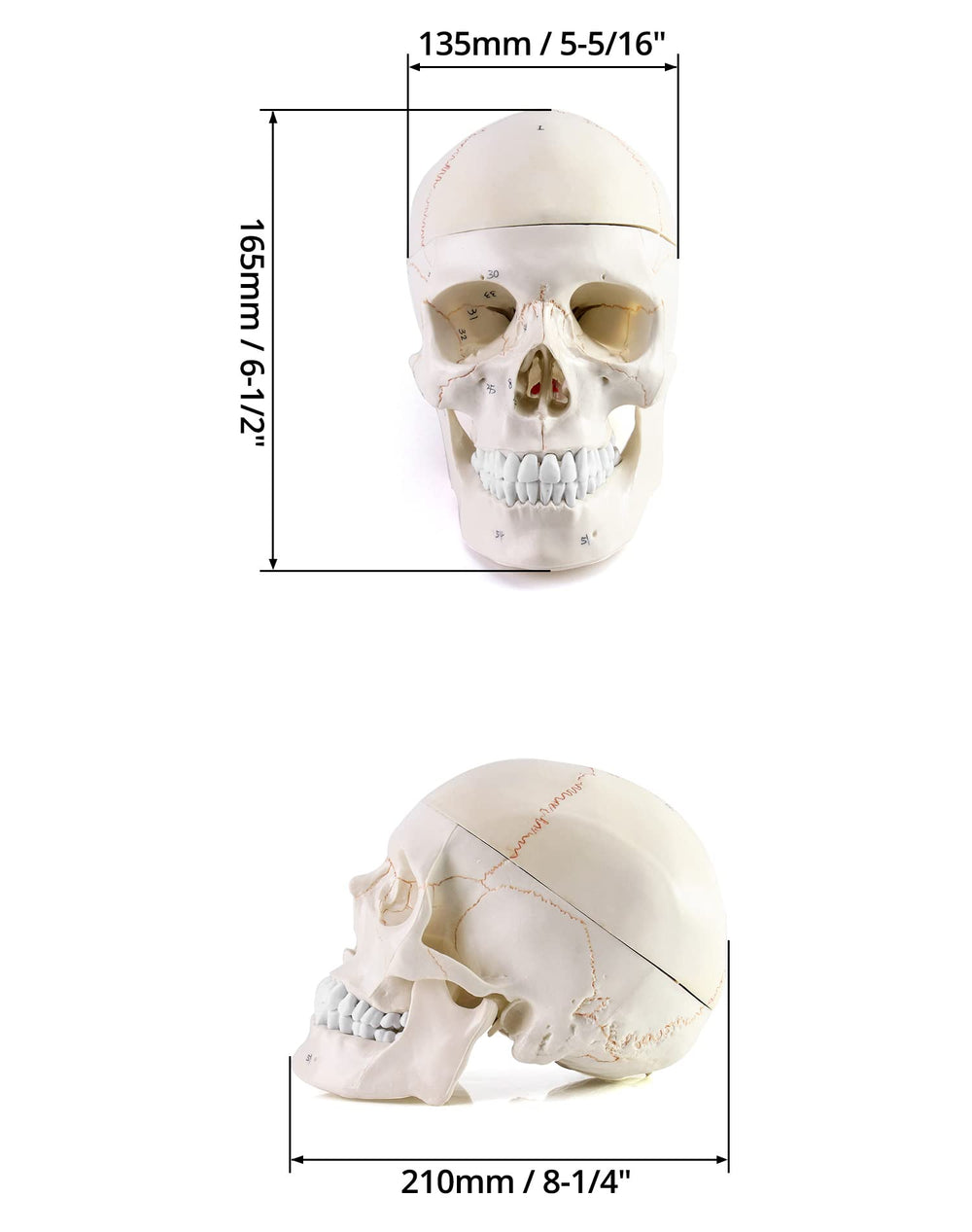 QWORK skull model in three-part design supports hands-on learning.