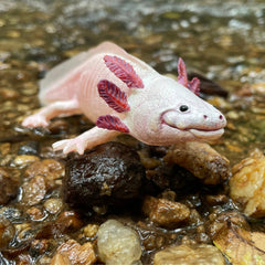 Safari Ltd Axolotl model highlights leucistic pink skin and dark pink gills for engaging studies.