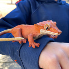 Non-toxic PVC design keeps Safari Ltd crested gecko safe for ages 3+