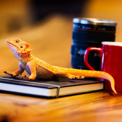 Safari Ltd Incredible Creatures collection Bearded Dragon figurine — ideal educational collectible.