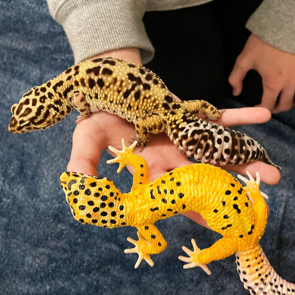 Safari Ltd. Leopard Gecko Figurine closeup textures highlighting the sculpted skin details.