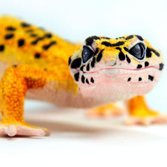 Safari Ltd. Leopard Gecko Figurine yellow and black spots captured in lifelike color.