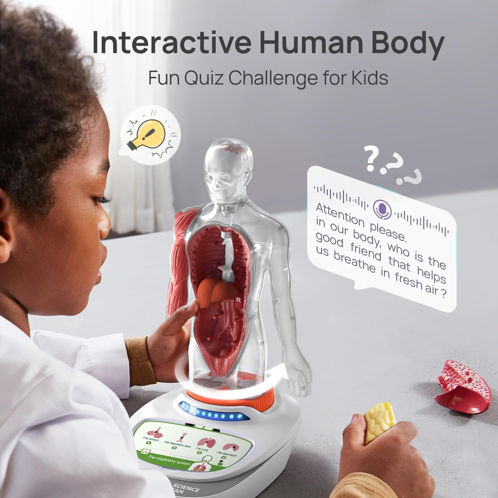 Science Can base and stand provide stable display for classroom or home use.