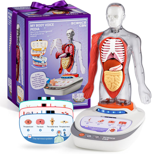 Science Can human body model torso with detachable parts for hands-on learning.