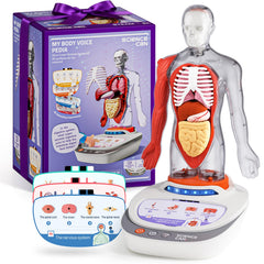 Science Can human body model torso with detachable parts for hands-on learning.