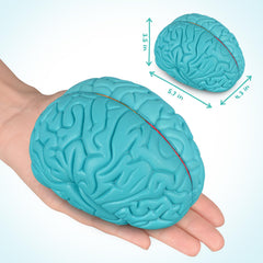 Skillssist Brain Model magnets provide a secure connection for easy storage and demonstration.