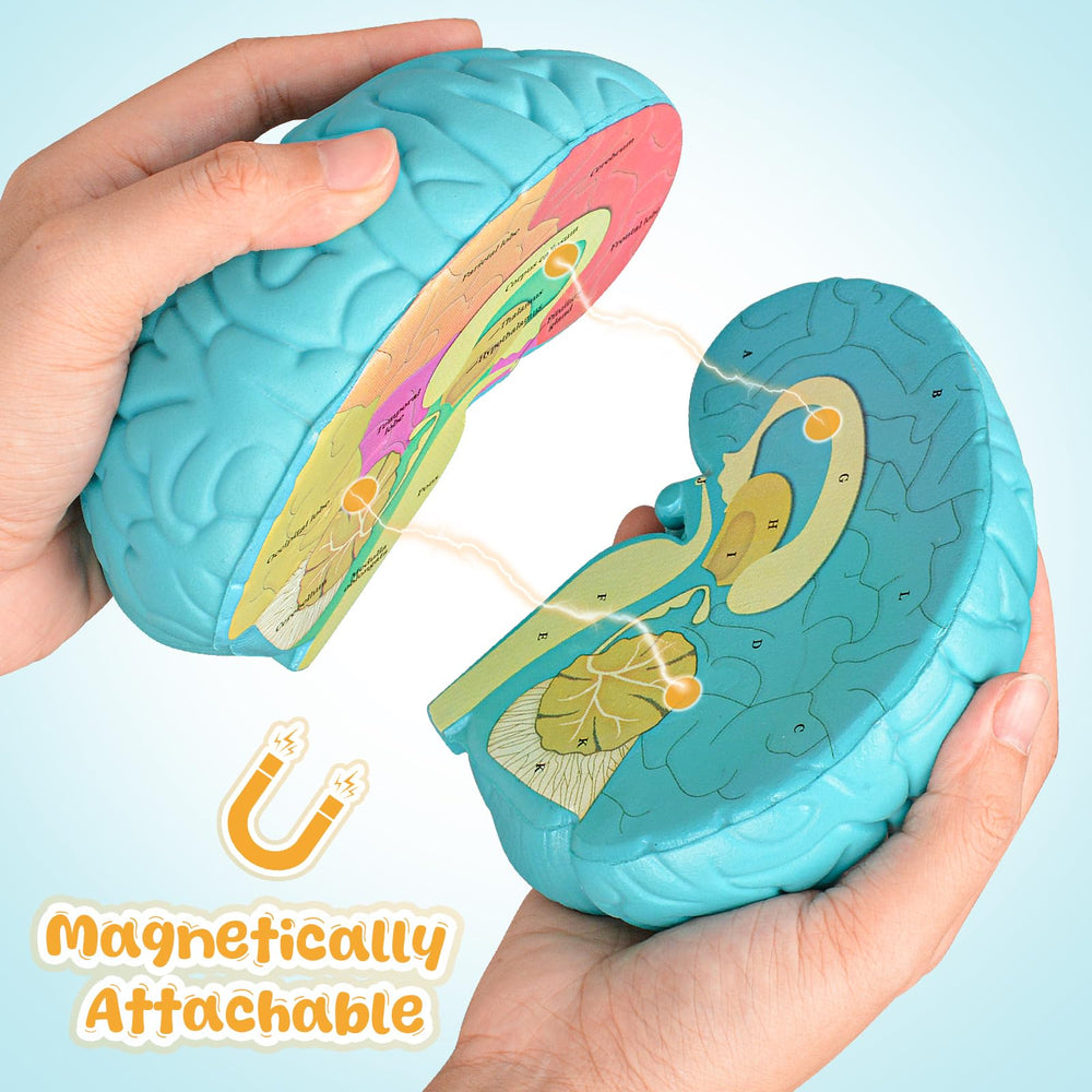 Skillssist Foam Brain Model serves as an engaging teaching tool for science education.