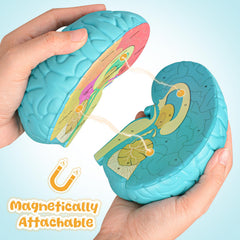 Skillssist Foam Brain Model serves as an engaging teaching tool for science education.