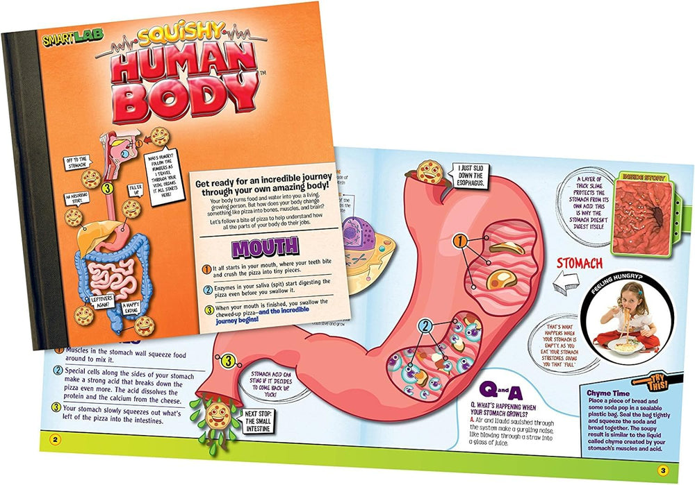 SMARTLAB Toys body part organizer mat helps sorting and matching organs.