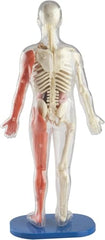 SMARTLAB Toys twelve plastic bones and muscles support building the inner framework.
